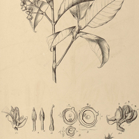 20. ERISMA laurifolium.