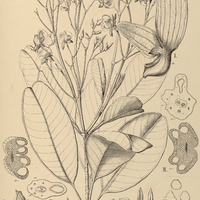 21. ERISMA I. Japura, II. floribundum.