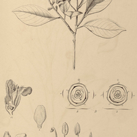 22. LIGHTIA licanioides.