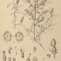 23. TRIGONIA I. simplex, II. hypoleuca.