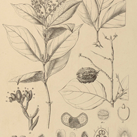 24. TRIGONIA Glazioviana.