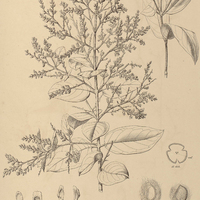 25. TRIGONIA paniculata.