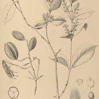 26. TRIGONIA pubescens.