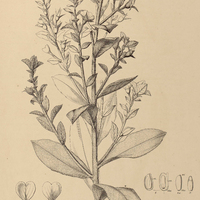 28. JUSSIAEA tomentosa.