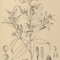 29. JUSSIAEA anastomosans.
