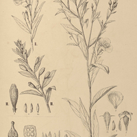 30. I. JUSSIAEA nervosa, II. var. ?, III. var.?.