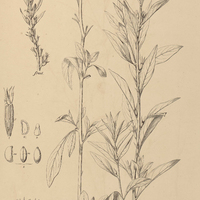 32. JUSSIAEA densiflora.