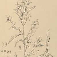 33. JUSSIAEA linifolia.