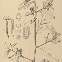 34. JUSSIAEA I. affinis, II. repens.