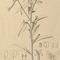 35. JUSSIAEA octonervia var. sessiliflora.