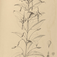 37. FUCHSIA integrifolia.