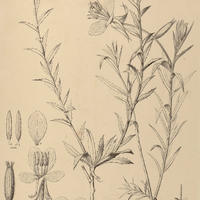 38. OENOTHERA mollissima.