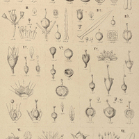 40. I. AMMANNIA Wormskjoldii ; II. A. latifolia ; III. A. arenaria ; IVa.A. sanguinolenta subsp. 1;…
