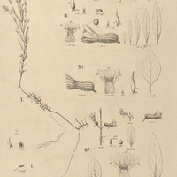 41. CUPHEA I. anagalloidea; II. pascuorum; III. ligustrina; IV. spicata, a.var. ?. tropica, b.var…
