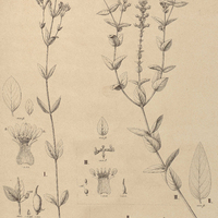 42. CUPHE A I. origanifolia ; II. longiflora; III. densiflora.