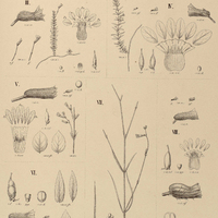 43. CUPHEA I. punctulata; II. ramosissima; III. arenarioides, IV. repens; V. mesostemon; IV…
