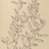 44. CUPHEA calophylla.