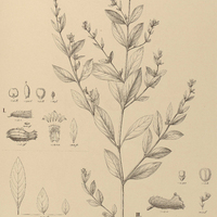 45. CUPHEA I. Balsamona; II stribulosa; III. glutinosa.