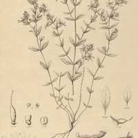46. CUPHEA ingrata.