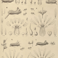 47. CUPHEA I. acirafolia; II. thymoides; III. polymorpha; IV. lysimachioides; V.pterosperma; VI…