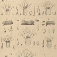 48. CUPHEA I.rubescens; II. vesiculosa; III. sclerophylla; IV.Acinos; V. polymorphoides;VI…