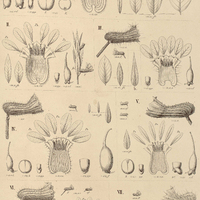 49. CUPHEA I. Spermacoce; II. excoriata; III. ferruginea; b.var.acuminata; IV. hyssopoides; V…
