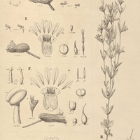 50. CUPHEA I. diosmaefolia; II. erectifolia; III. retrorsicapilla; IV. enneanthera