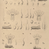 51. CUPHEA I . linarioides; II. linifolia; III. gracilis var. major; IV. antisyphilitica; V.patula;…