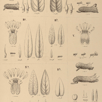 52. CUPEA I. glauca ; II. melampyrifolia ; IIIa. ramulosa, III b. var. hirta; IVa.sessilifolia, IVb…