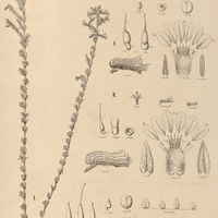 53. CUPHEA I. laricoides ; II. brachiata; III. flava.