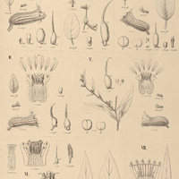 54. CUPHEA I. tuberosa ; II. circaeoides ; III. impatienlifolia ; IV. sessiliflora ; V. petiolata ;…