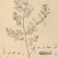 55. CUPHEA I. costata ; II. lutescens.