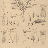 56. CUPHEA I. Warmingii ; II. fuchsiaefolia ; III.Gardneri ; IV. grandiflora ; V. anulata ; M…