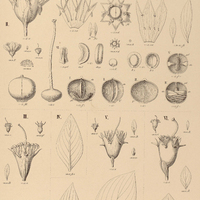 57. I. PLEUROPHORA anomala ; II. DIPLUSODON virgatus ; III. D. oblongus; IV. D. Kielmeyeroides; V…