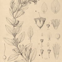 58. DIPLUSODON I. nitidus; II. speciosus ; III. marginatus.