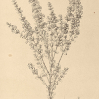 59. DIPLUSODON I. buxifolius ; II. quintuplinervius.