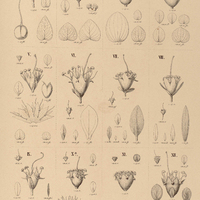 60. DIPLUSODONI. imbricatus ; II. decussatus; III. rotundifolius ; IV. glaucescens ; V. orbicularis…