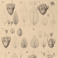 61. DIPLUSODON I. villosus; II. lythroides ; III. subsericeus ; IVa. lanceolatus ; IVb. forma…