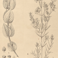 62. DIPLUSODON I. sessiliflorus, II. epilobioides.