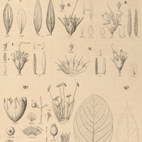 63. DIPLUSODON I.a incanus, Ib.var.hirtellus, Ic.var. Serpyllum ; IIa.D. thymifolius, IIb’. var.v…
