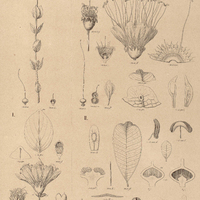 64. LAFOENSIA I. nummularifolia ; II. Vandelliana.
