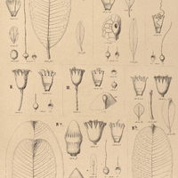 65. LAFOENSIA Ia. Pacari subsp.1.var. ?, forma a ; Ib. forma b ; Ic. var. ? ; II. L. Pacari. subsp…