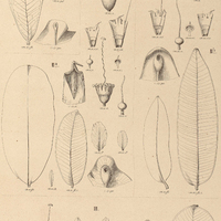 66. LAFOENSIA I. replicata subsp.2. ; IIa. L.densiflora var.?; IIb .var.? ;???. L. emarginata.