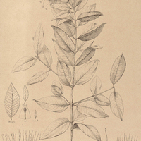 67. LAFOENSIA glyptocarpa.