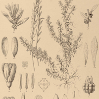 69. LAUREMBERGIA tetrandra.
