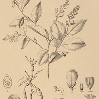 1. POLYGALA violoides.