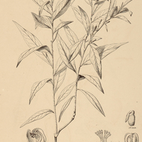2. POYGALA ligustroides.