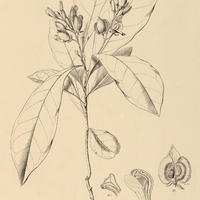 3. POLYGALA grandifolia.