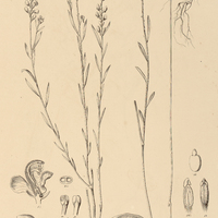4. POLYGALA rhodoptera.