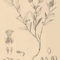 5. POLYGALA violacea.
